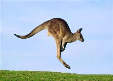 什么是人与动物、自然界和谐的澳洲文化？让人忍不住想要移民澳洲